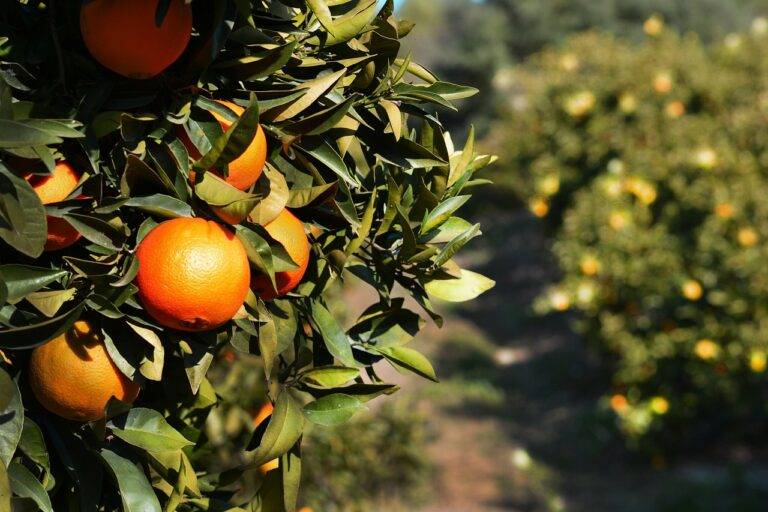 Regulatory Compliance in the Juice Industry: Safety Standards and Labeling: All panal.com, Laser247 com, Yalo247